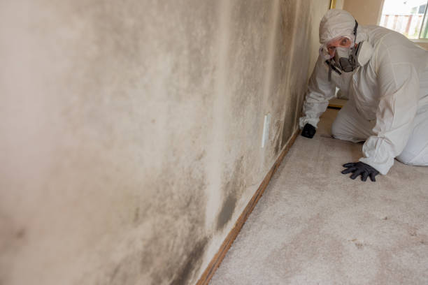 Best Airborne Mold Testing  in Nocona, TX